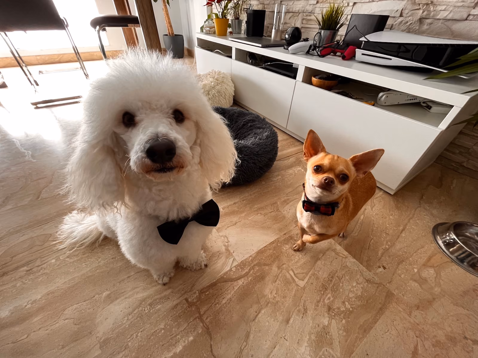 Héctor's dogs